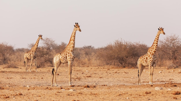 Enchanting Destinations to Explore in Namibia: A Traveler’s Paradise